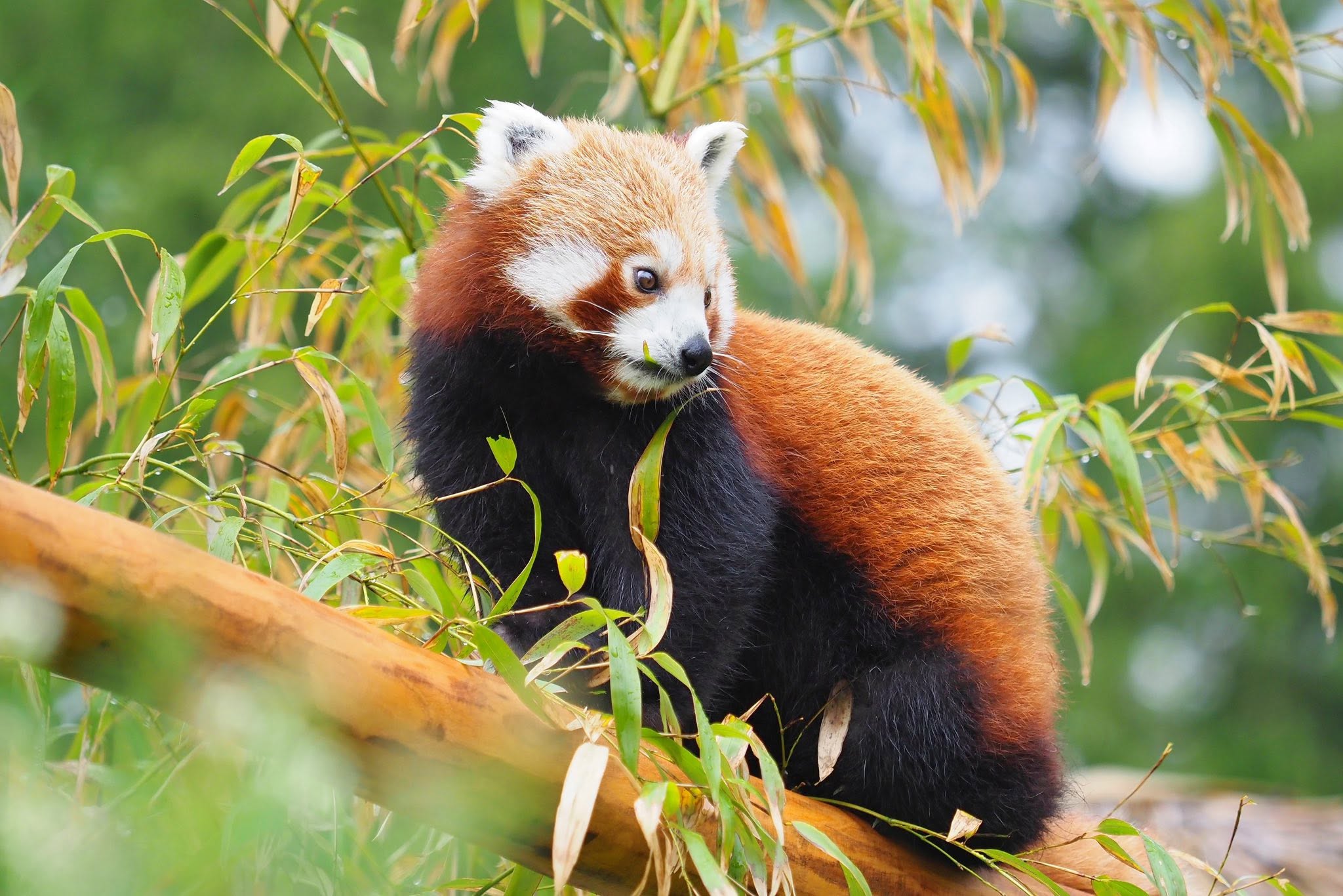 Na Svatém Kopečku se narodila první pandí mláďata. Zoo Olomouc prosí o bambus